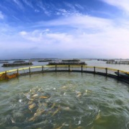 高檔有機(jī)肥暨魚(yú)蝦飼料制作技術(shù)